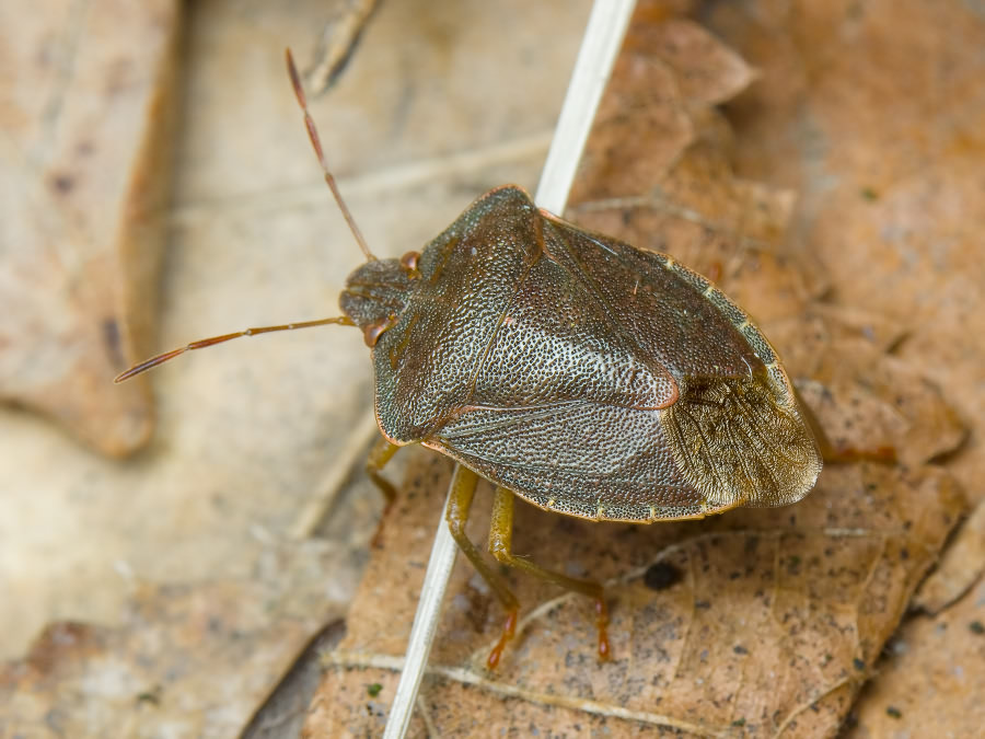 Palomena prasina (Linnaeus, 1761)